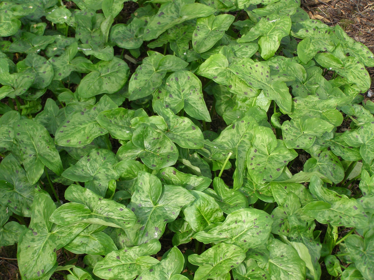 Arum 'Streaked Spectre'